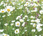 MeadowMat Traditional - wildflower matting