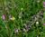 MeadowMat Traditional - wildflower matting 1