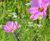 Meadowmat Cottage Garden - wildflower matting 4