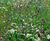 Meadowmat® Woodland Shade - wildflower matting 4