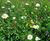 Meadowmat® Woodland Shade - wildflower matting 3