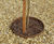 Pre-rolled mild steel tree rings 4