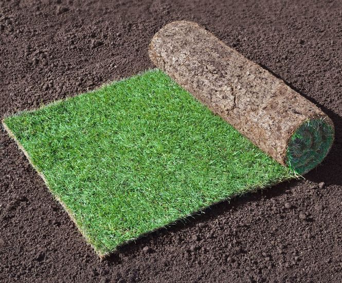 Garden Lawn - general-purpose turf