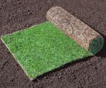 Garden Lawn - general-purpose turf