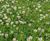 Meadowmat Species Rich Lawn - hardwearing, pollinator-friendly turf 1