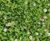 Meadowmat Species Rich Lawn - hardwearing, pollinator-friendly turf 2