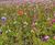 Meadowmat Floral Focus - wildflower turf 3