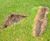 Johnsons seed mixtures breathe new life into Raglan Golf Club 1