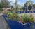 Hybrid SuDS rain planters transform entrance to Isleworth Bowling Club 2