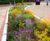 Rain Gardens - planted beds for urban rainwater management and wildlife 1