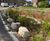 Rain Gardens - planted beds for urban rainwater management and wildlife 15
