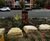 Lower Green West Rain Garden 8