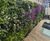Living Walls - vertical plant panels for indoor or outdoor wall greening 2