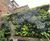 Living Walls - vertical plant panels for indoor or outdoor wall greening 7
