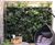 Living Walls - vertical plant panels for indoor or outdoor wall greening 10