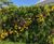 Living Walls - vertical plant panels for indoor or outdoor wall greening 11