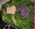 Living Walls - vertical plant panels for indoor or outdoor wall greening 13