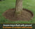 CORE TREE RING - landscape edging 6