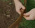 CORE TREE RING - landscape edging 7