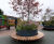 Custom tree planters 6