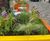 Custom high street planters 1