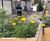 Custom outdoor timber planters 8