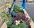 Custom SuDS planters for rainwater management 11