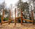 Bespoke timber playground for UNESCO World Heritage Site - Jodrell Bank 5