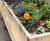 Custom outdoor timber planters 19