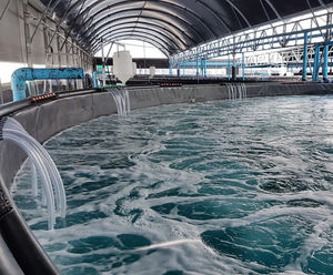 Biological filter media for Recirculation Aquaculture Systems