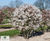 Amelanchier lamarckii - Snowy Mespilus, Juneberry 5
