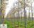 Amelanchier lamarckii - Snowy Mespilus, Juneberry 3