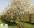 Amelanchier lamarckii - Snowy Mespilus, Juneberry 7