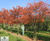 Amelanchier lamarckii - Snowy Mespilus, Juneberry 2