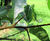 Crataegus crus-galli - Cockspur Thorn 5