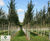 Crataegus crus-galli - Cockspur Thorn 1