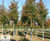 Crataegus crus-galli - Cockspur Thorn 4