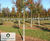 Crataegus crus-galli - Cockspur Thorn 6