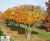 Crataegus crus-galli - Cockspur Thorn 3