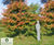 Crataegus crus-galli - Cockspur Thorn 2