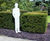 Taxus baccata Common Yew, English Yew 5