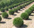 Taxus baccata Common Yew, English Yew 2