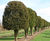 Taxus baccata Common Yew, English Yew 3
