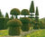 Taxus baccata Common Yew, English Yew 1