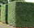 Taxus baccata Common Yew, English Yew 4