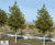 Ilex 'Nellie R. Stevens' 2