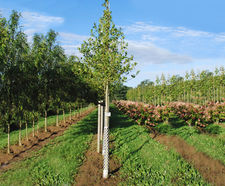 Ilex 'Nellie R. Stevens'