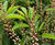 Prunus lusitanica 'Angustifolia' 1