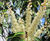 Prunus lusitanica 'Angustifolia' 4