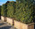 Prunus lusitanica 'Angustifolia' 2